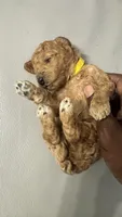 Hazel (White Socks) Lol, a female Labradoodle and Poodle - Miniature  for sale in Marietta, GA – 1 of 2