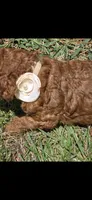 Penny OBO$, a female Labradoodle and Poodle - Miniature  for sale in Marietta, GA – 5 of 8
