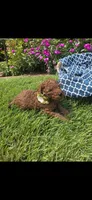 Penny OBO$, a female Labradoodle and Poodle - Miniature  for sale in Marietta, GA – 6 of 8