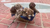 Chance OBO$, a male Labradoodle and Poodle - Miniature  for sale in Marietta, GA – 7 of 8