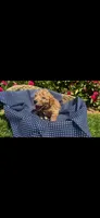 Chance OBO$, a male Labradoodle and Poodle - Miniature  for sale in Marietta, GA – 2 of 8