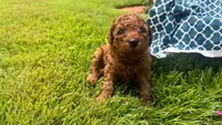 Penny OBO$, a female Labradoodle and Poodle - Miniature  for sale in Marietta, GA – 2 of 8