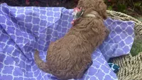 Trixie OBO$, a female Labradoodle and Poodle - Miniature  for sale in Marietta, GA – 4 of 4
