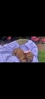 Prim 🌹OBO$, a female Labradoodle and Poodle - Miniature  for sale in Marietta, GA – 2 of 5