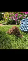 Penny OBO$, a female Labradoodle and Poodle - Miniature  for sale in Marietta, GA – 7 of 8