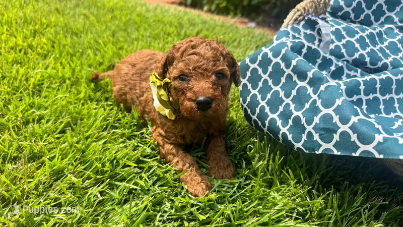 Penny – Labradoodle, Poodle - Miniature  puppy for sale in Marietta, GA