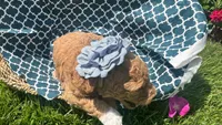 Hazel (White Sock), a female Labradoodle and Poodle - Miniature  for sale in Marietta, GA – 7 of 7