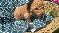 Hazel (White Sock), a female Labradoodle and Poodle - Miniature  for sale in Marietta, GA – 2 of 7