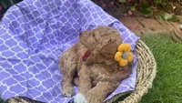 Hazel (White Sock), a female Labradoodle and Poodle - Miniature  for sale in Marietta, GA – 3 of 7