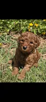 Penny OBO$, a female Labradoodle and Poodle - Miniature  for sale in Marietta, GA – 3 of 8