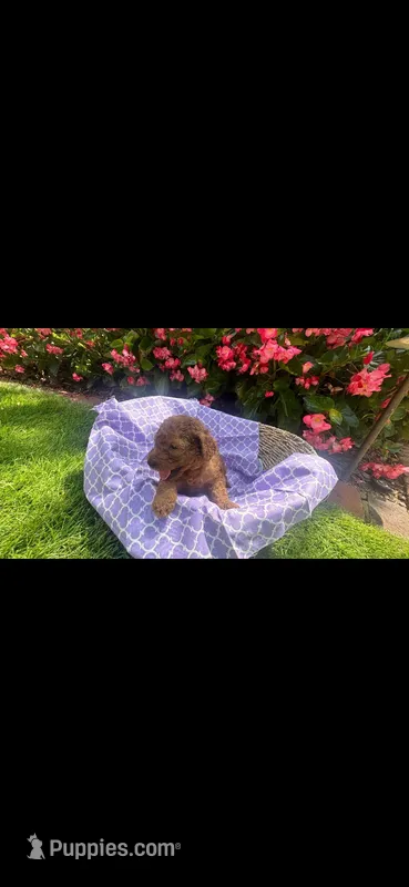 Prim 🌹 – Labradoodle, Poodle - Miniature  puppy for sale in Marietta, GA