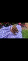 Prim 🌹OBO$, a female Labradoodle and Poodle - Miniature  for sale in Marietta, GA – 3 of 5