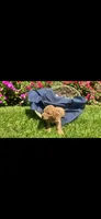 Chance OBO$, a male Labradoodle and Poodle - Miniature  for sale in Marietta, GA – 5 of 8