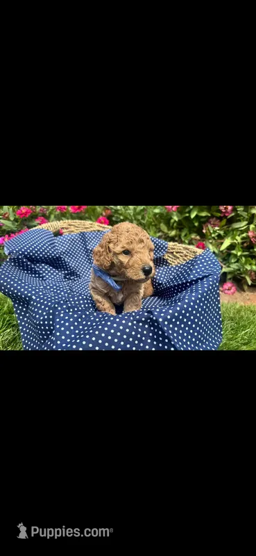 Chance – Labradoodle, Poodle - Miniature  puppy for sale in Marietta, GA