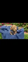 Chance OBO$, a male Labradoodle and Poodle - Miniature  for sale in Marietta, GA – 1 of 8