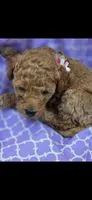 Trixie OBO$, a female Labradoodle and Poodle - Miniature  for sale in Marietta, GA – 2 of 4