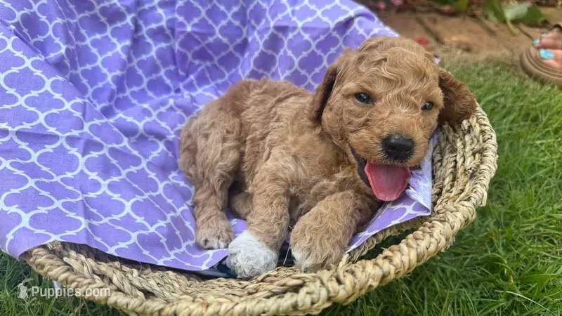 Hazel (White Socks) – Labradoodle, Poodle - Miniature  puppy for sale in Marietta, GA