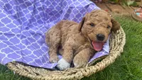 Hazel (White Sock), a female Labradoodle and Poodle - Miniature  for sale in Marietta, GA – 1 of 7