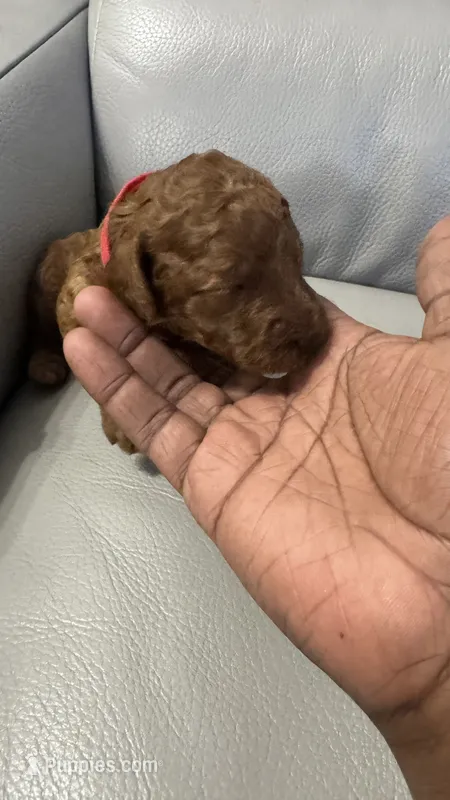 Penny – Labradoodle, Poodle - Miniature  puppy for sale in Marietta, GA