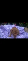 Prim 🌹OBO$, a female Labradoodle and Poodle - Miniature  for sale in Marietta, GA – 4 of 5