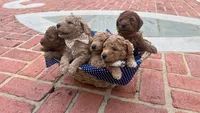 Penny OBO$, a female Labradoodle and Poodle - Miniature  for sale in Marietta, GA – 8 of 8