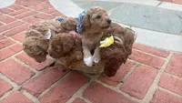 Hazel (White Sock), a female Labradoodle and Poodle - Miniature  for sale in Marietta, GA – 4 of 7