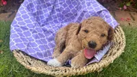 Hazel (White Sock), a female Labradoodle and Poodle - Miniature  for sale in Marietta, GA – 6 of 7