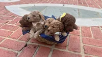 Chance OBO$, a male Labradoodle and Poodle - Miniature  for sale in Marietta, GA – 8 of 8