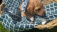 Hazel (White Sock), a female Labradoodle and Poodle - Miniature  for sale in Marietta, GA – 5 of 7