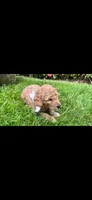 Chance OBO$, a male Labradoodle and Poodle - Miniature  for sale in Marietta, GA – 3 of 8