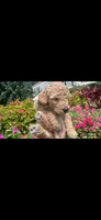Chance OBO$, a male Labradoodle and Poodle - Miniature  for sale in Marietta, GA – 4 of 8