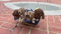 Prim 🌹OBO$, a female Labradoodle and Poodle - Miniature  for sale in Marietta, GA – 5 of 5