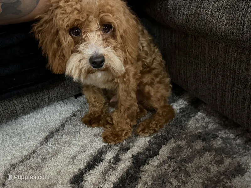Spidey – Poodle - Toy  puppy for sale in Katy, TX