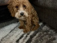 Spidey, a male Poodle - Toy  for sale in Katy, TX – 1 of 3