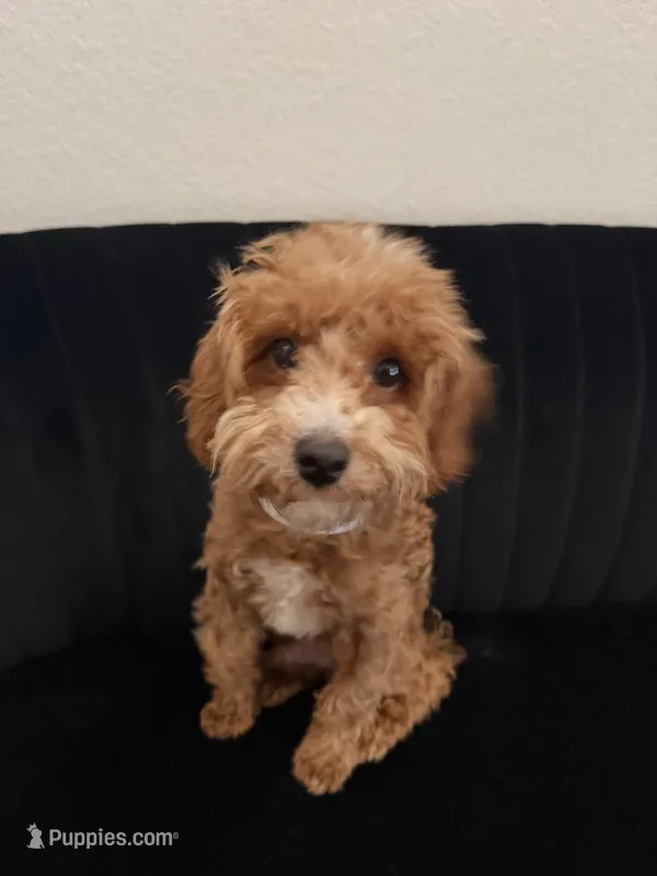 Spidey – Poodle - Toy  puppy for sale in Katy, TX