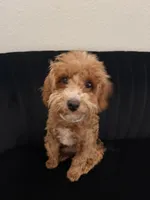 Spidey, a male Poodle - Toy  for sale in Katy, TX – 1 of 2