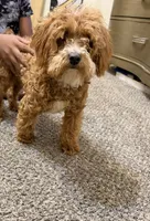 Spidey, a male Poodle - Toy  for sale in Katy, TX – 3 of 3