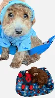 Spidey, a male Poodle - Toy  for sale in Katy, TX – 2 of 2