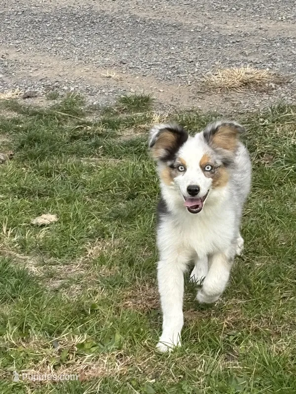 Christmas Special Toy Boy