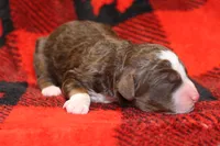 processed/885bd1a8-f8bc-4dc2-983e-8845bc5a3027/listing/6a95d416-6f7b-413e-833a-7322b8e2ea3c/2afcd045-f250-4a06-b0e1-8821d2c676b0