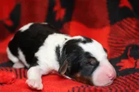 processed/885bd1a8-f8bc-4dc2-983e-8845bc5a3027/listing/991987e8-fd7b-4bec-92c2-62f415f5d9f6/f9bf461e-1b24-4a01-9221-9fe19fc75465