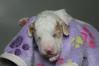 processed/885bd1a8-f8bc-4dc2-983e-8845bc5a3027/listing/d1e98cc0-1a0e-411a-8d42-7e829743c6bc/02f77896-9b19-471b-88b2-3a0752065b43