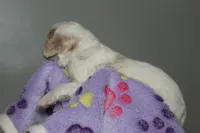 processed/885bd1a8-f8bc-4dc2-983e-8845bc5a3027/listing/d1e98cc0-1a0e-411a-8d42-7e829743c6bc/d8faf5cc-a434-4e90-9135-f43f1ff062d5