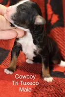 processed/885bd1a8-f8bc-4dc2-983e-8845bc5a3027/listing/d302f10c-0851-4edc-bc71-63bf52b2e911/3054af01-d5c5-4b6e-bd32-68b83924bef7