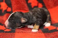 processed/885bd1a8-f8bc-4dc2-983e-8845bc5a3027/listing/d302f10c-0851-4edc-bc71-63bf52b2e911/6118d3e5-2614-440d-8d21-688ea0ac9389