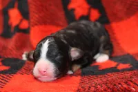 processed/885bd1a8-f8bc-4dc2-983e-8845bc5a3027/listing/d302f10c-0851-4edc-bc71-63bf52b2e911/7af8b804-fcbd-4fa6-82f0-3505d1ae47ed