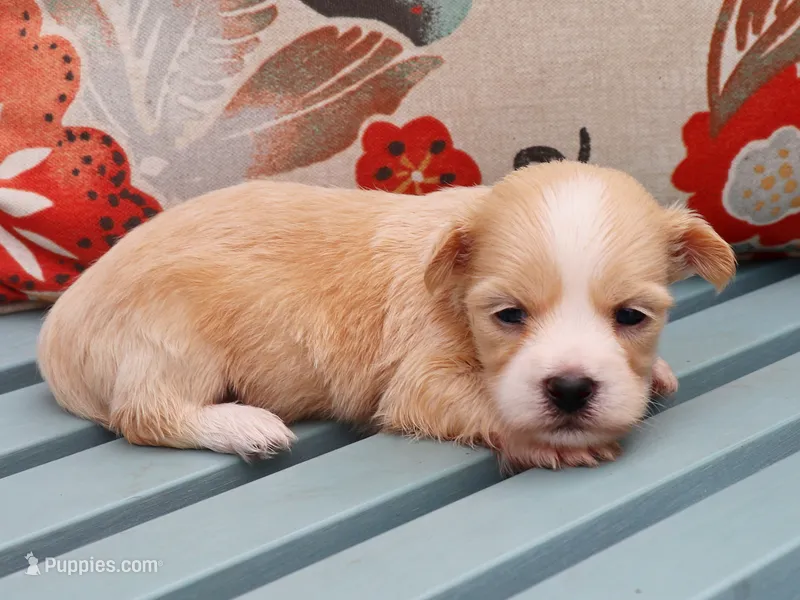 Ned – Havanese puppy for sale in Roanoke, IL
