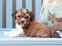 Ariel - AKC, a female Havanese for sale in Roanoke, IL – 2 of 2