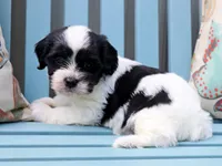 Vidia, a female Cavapoo and Havanese for sale in Roanoke, IL – 2 of 2