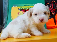 Mocha, a male Havanese for sale in Roanoke, IL – 2 of 2